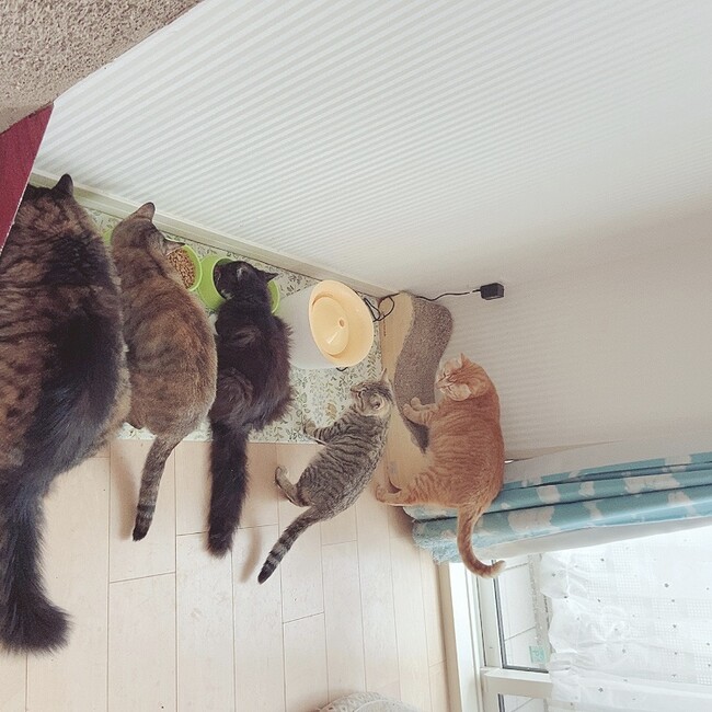 もみじのカバー写真