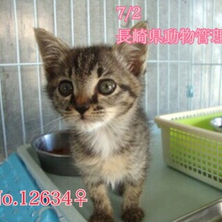 甘えたい♡おチビちゃん【県外譲渡可】待ってます