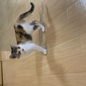 三毛猫のみぃちゃん♀♡♡