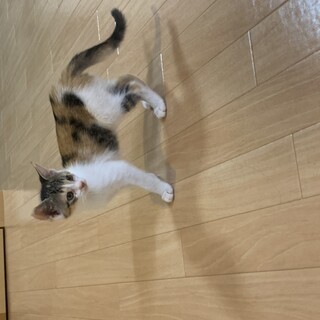 三毛猫のみぃちゃん♀♡♡