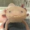 みかんちょふ