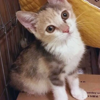 可愛い♡パステル三毛の子猫で～す=^_^=