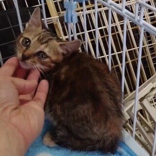 子猫3兄弟＊キジトラの女の子