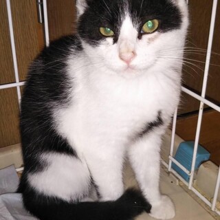 急募！可愛い仔猫姉妹の白黒ハチワレちゃん！