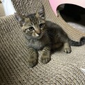 臆病だけど甘えん坊　キジトラのひじき君　2ヶ月半