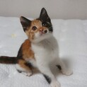 【三毛猫♀】生後1ヶ月半の甘えんぼ♡里親様決定！