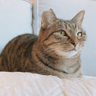 岐阜多頭崩壊現場レスキュー☆優しいときちゃん☆