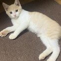 クリーム白のイケメンの子猫ちゃん