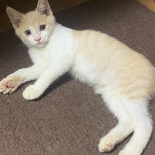 クリーム白のイケメンの子猫ちゃん