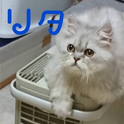 刈谷市で開催!!猫の譲渡会