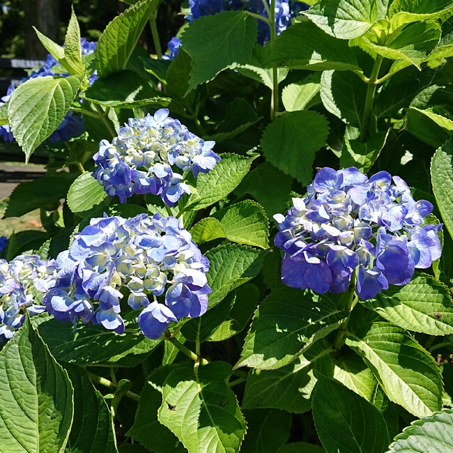 まいみ＊のカバー写真