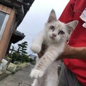 生後4ヶ月の仔猫です。