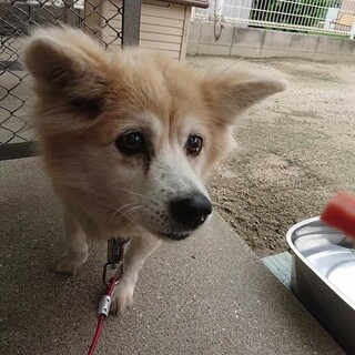 この子を助けてください