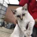 生後4ヶ月の仔猫です。
