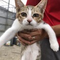 生後4ヶ月の仔猫です。