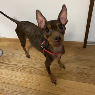 糖尿病一型　元気なミニピンの男の子　ぺぺくん