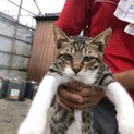 生後4ヶ月の仔猫です。