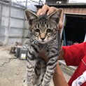 生後4ヶ月の仔猫です。