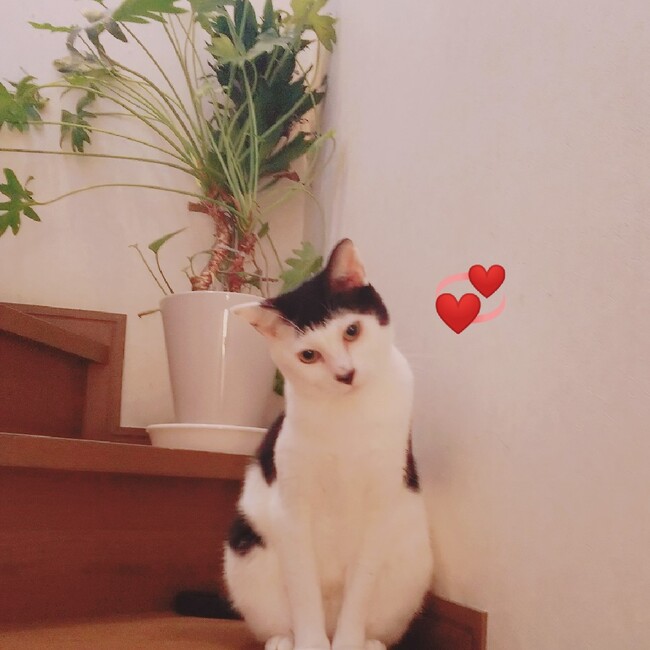 ねこ心のカバー写真