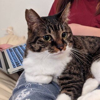 イケメン 馴れなれの 白きじ りんたろうくんです