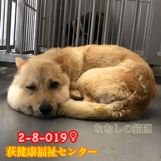 姉妹で収容 不安そうにしています 019