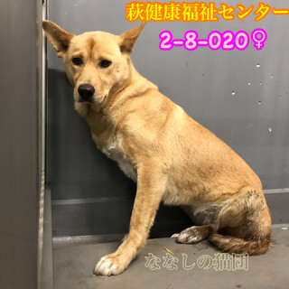 姉妹で収容 不安そうにしています 020