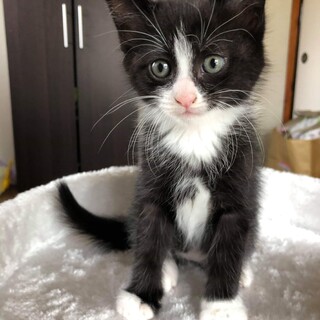 タキシードを着たおすまし顔のハチワレ君