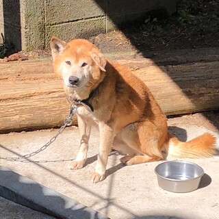 おじいちゃんわんこに幸せな時間を過ごさせて