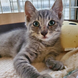 シルバーなイケメン子猫『ぎんが』