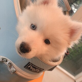 再募集！ハスキー犬 5ヶ月