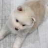 再募集！ハスキー犬 5ヶ月 サムネイル2