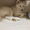 再募集！ハスキー犬 5ヶ月 サムネイル3