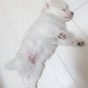 再募集！ハスキー犬 5ヶ月 サムネイル4