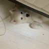 再募集！ハスキー犬 5ヶ月 サムネイル5