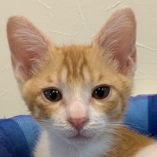 7/12　譲渡会参加予定☆なごみくん