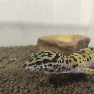 ヒョウモントカゲモドキの里親募集