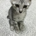 2ヶ月ほどのカワイイ子猫♡