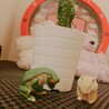 しはく。