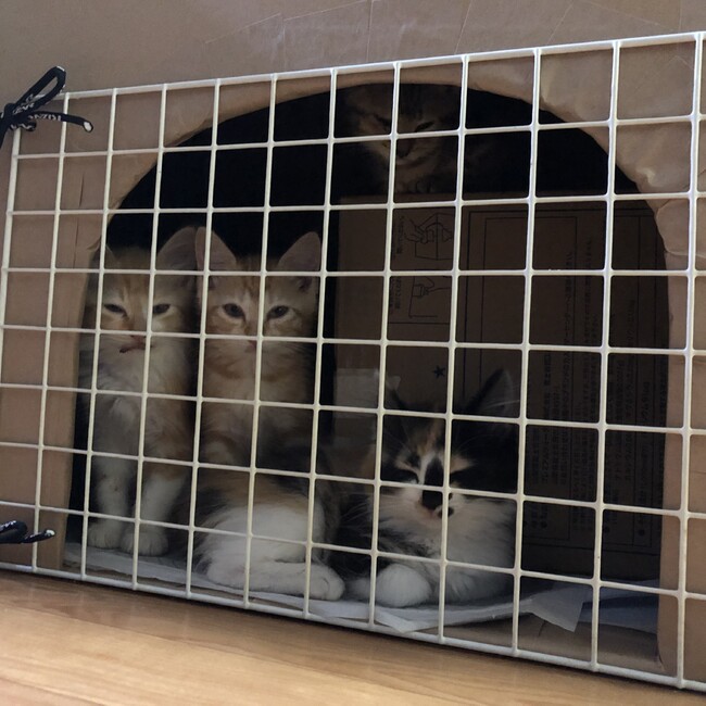 0908しとみのカバー写真