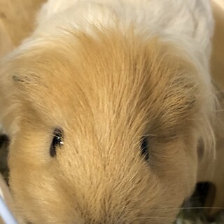 イングリッシュモルモット