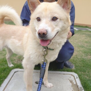 【緊急！】男性が苦手な飼い主引き取りワンコ