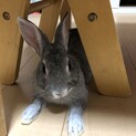ミニレッキス　4ヶ月