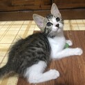 シャイボーイ君