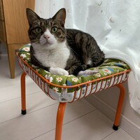 琴