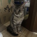 恥ずかしがりな美人女の子