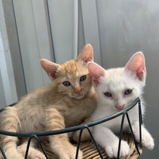 里親さん募集です！