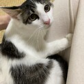 綺麗な中毛にゃーみーくん
