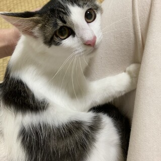 綺麗な中毛にゃーみーくん