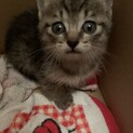 可愛い猫ちゃん