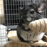 ちろる　